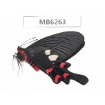 Byasa rhadinus. China, W of Yunnan, Dali, S of Mt.Cangshan.1M. MB6263.