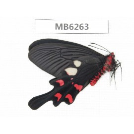 Byasa rhadinus. China, W of Yunnan, Dali, S of Mt.Cangshan.1M. MB6263.