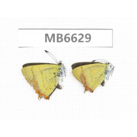 Heliophorus sp. China, Yunnan, Dali, C of Mt. Cangshan. 2M. MB6629.