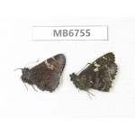 Lobocla sp. China, NW of Yunnan, Xiangerila, Mt.Baimaxueshan. 2M. MB6755.