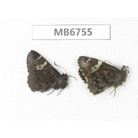 Lobocla sp. China, NW of Yunnan, Xiangerila, Mt.Baimaxueshan. 2M. MB6755.