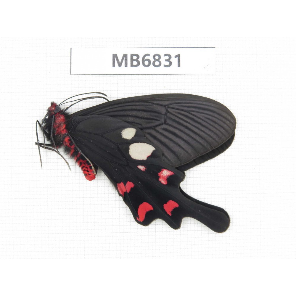 Byasa hedistus. China, Yunnan, Dali, S of Mt.Cangshan. 1M. MB6831.