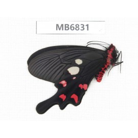 Byasa hedistus. China, Yunnan, Dali, S of Mt.Cangshan. 1M. MB6831.