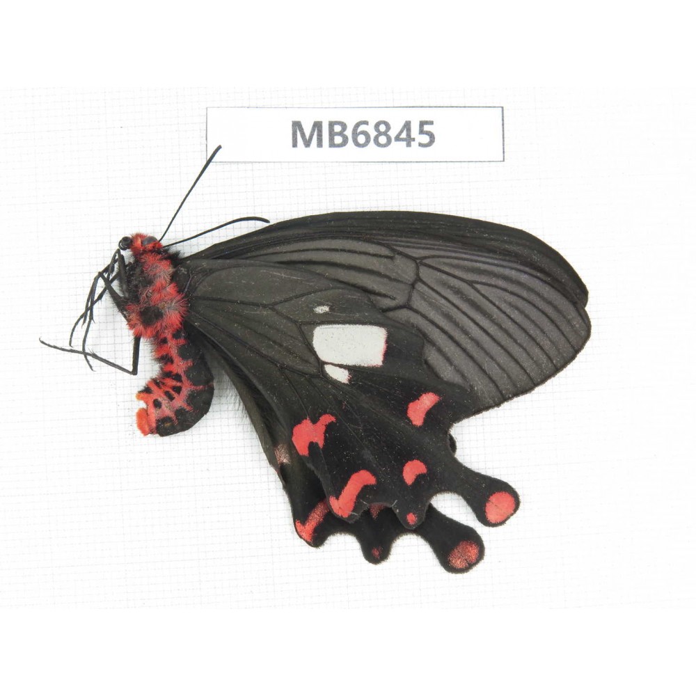 Byasa polueuctes polyeuctes. China, W of Yunnan, Dali area, Fengyi town.1F. MB6845.