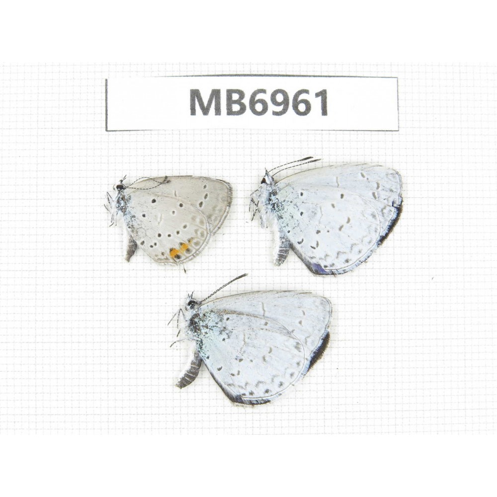 Celastrina sp & Everes argiades. China, Yunnan, Xiangerila area, S of Weixi county. 3M. MB6961.