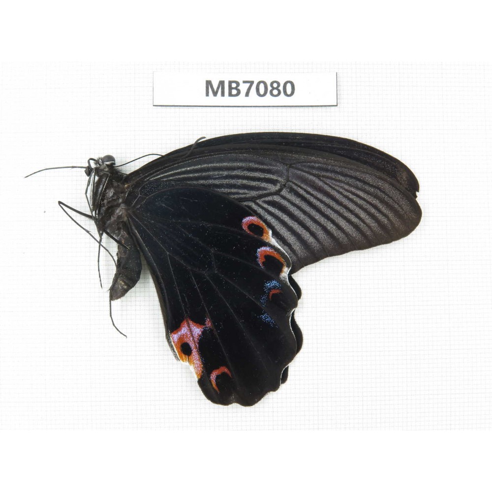 Papilio protenor ssp. China, Yunnan, Nujiang valley, S Mt.Biluoxueshan. 2M. MB7080.