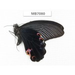 Papilio protenor ssp. China, Yunnan, Nujiang valley, S Mt.Biluoxueshan. 2M. MB7080.