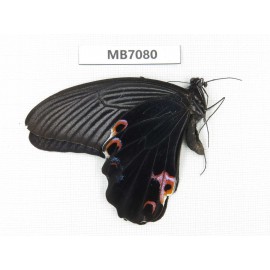 Papilio protenor ssp. China, Yunnan, Nujiang valley, S Mt.Biluoxueshan. 2M. MB7080.