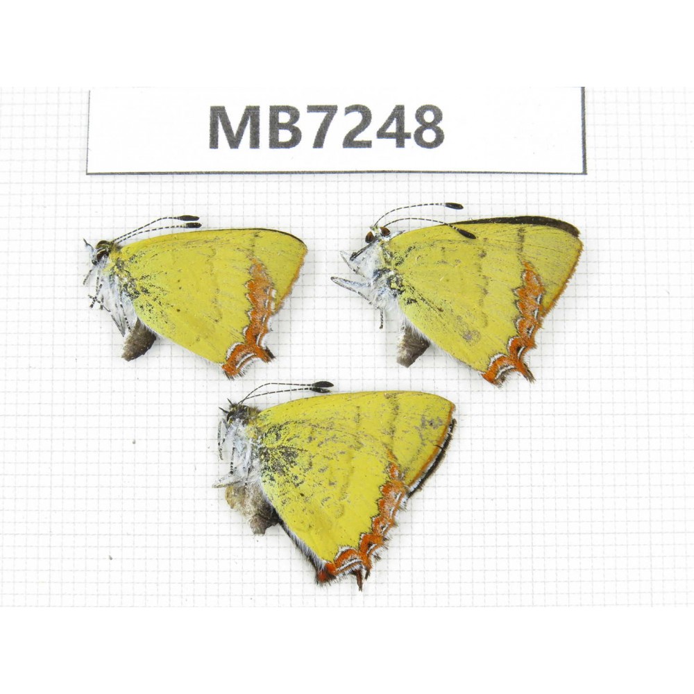 Heliophorus sp. China, Yunnan, Dalli, Fengyi town. 2M1F. MB7248.