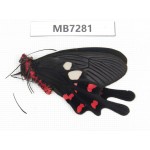 Byasa rhadinus. China, W of Yunnan, Dali, S of Mt.Cangshan.1M. MB7281.
