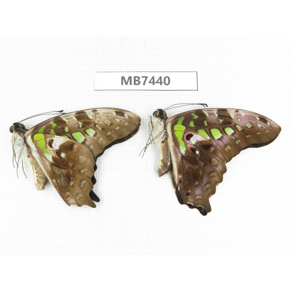 Graphium agamemnon ssp. China, Guangxi, Guilin. 2M.MB7440.