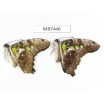 Graphium agamemnon ssp. China, Guangxi, Guilin. 2M.MB7440.