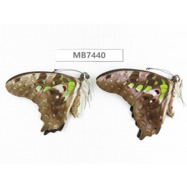 Graphium agamemnon ssp. China, Guangxi, Guilin. 2M.MB7440.