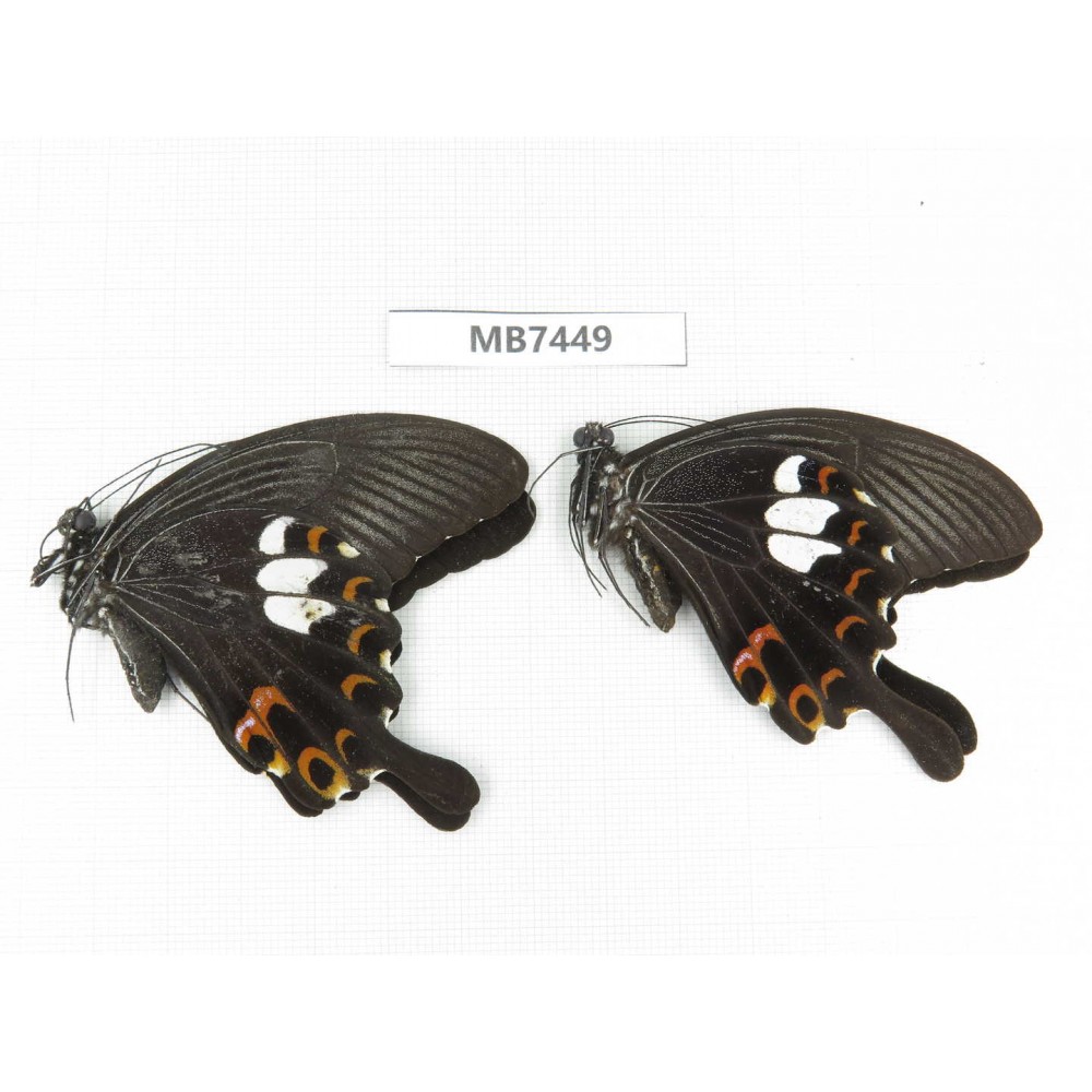 Papilio helenus ssp. China, Guangxi, Guilin. 2M. MB7449.