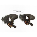 Papilio helenus ssp. China, Guangxi, Guilin. 2M. MB7449.