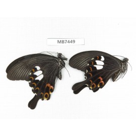 Papilio helenus ssp. China, Guangxi, Guilin. 2M. MB7449.