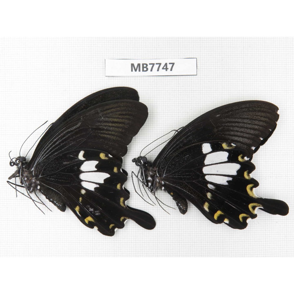 Papilio nephelus ssp. China, S of Yunnan, Xishuangbanna, Mengla county. 2M. MB7747.