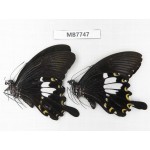 Papilio nephelus ssp. China, S of Yunnan, Xishuangbanna, Mengla county. 2M. MB7747.