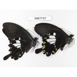 Papilio nephelus ssp. China, S of Yunnan, Xishuangbanna, Mengla county. 2M. MB7747.