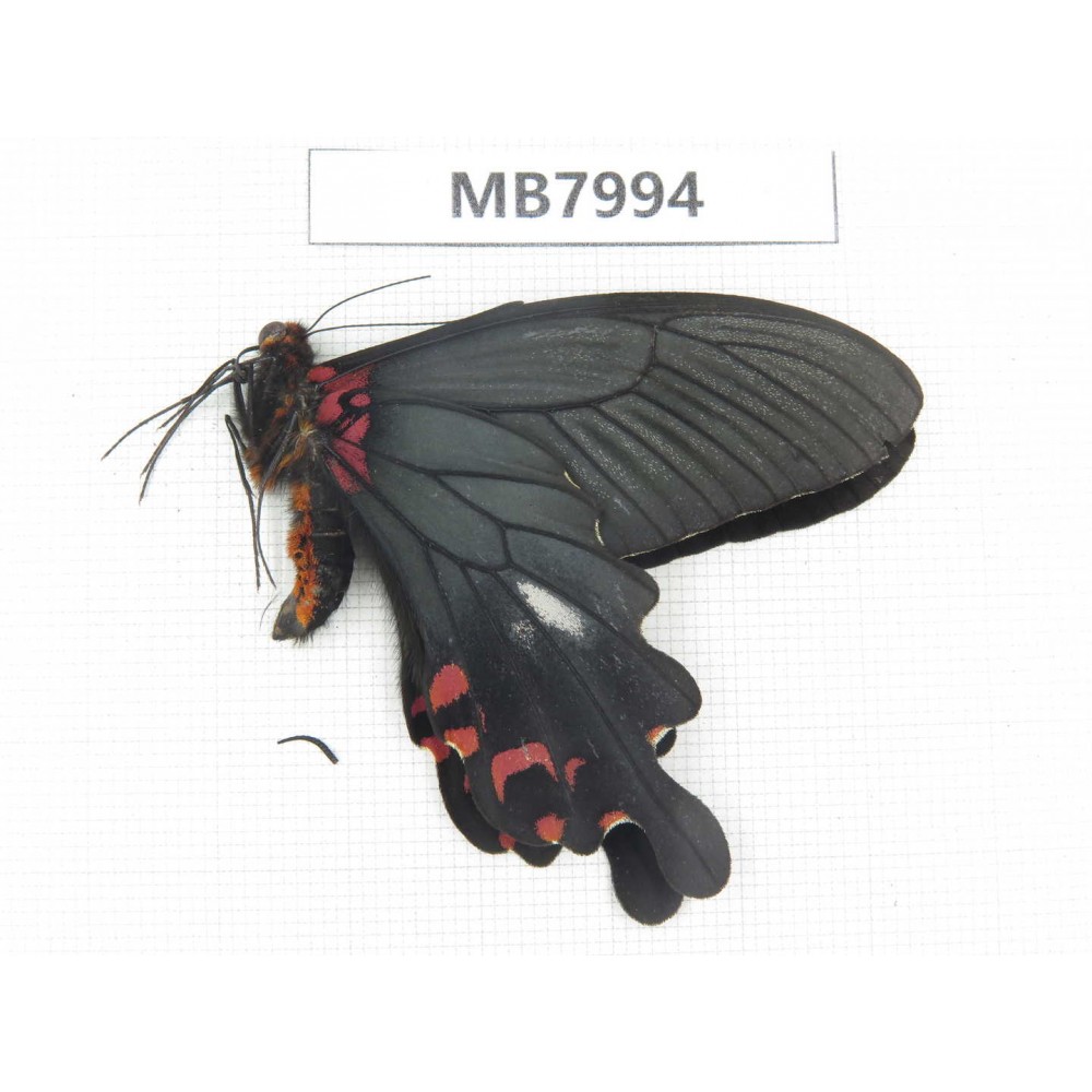Papilio boots ssp. China, W Sichuan, Ganzi area, Mt.Gonggashan. 1M. MB7994.