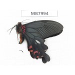 Papilio boots ssp. China, W Sichuan, Ganzi area, Mt.Gonggashan. 1M. MB7994.