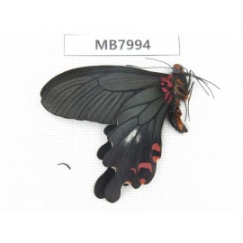 Papilio boots ssp. China, W Sichuan, Ganzi area, Mt.Gonggashan. 1M. MB7994.