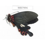 Papilio boots ssp. China, W Sichuan, Ganzi area, Mt.Gonggashan. 1M. MB7996.