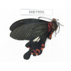 Papilio boots ssp. China, W Sichuan, Ganzi area, Mt.Gonggashan. 1M. MB7996.