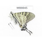 Pazala eurous ssp. China, W Sichuan, Ganzi area, S Slope of Mt.Gonggashan. 1M.MB8045.