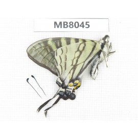 Pazala eurous ssp. China, W Sichuan, Ganzi area, S Slope of Mt.Gonggashan. 1M.MB8045.