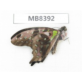 Graphium agamemnon ssp. China, Guangxi, Baise, Pingguo county. 2M.MB8392.