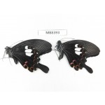 Papilio helenus ssp. China, Guangxi, Baise, Pingguo county. 2M. MB8393.