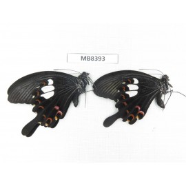 Papilio helenus ssp. China, Guangxi, Baise, Pingguo county. 2M. MB8393.