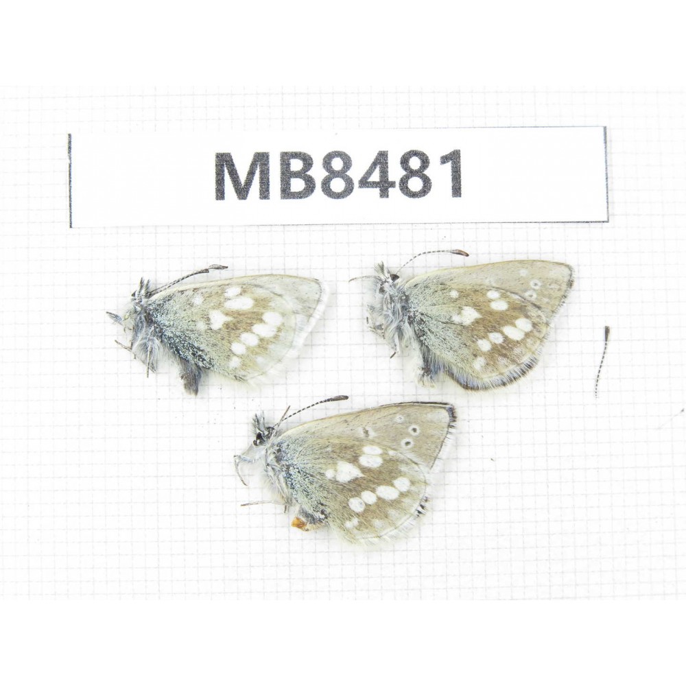 Albulina orbitula. China, Gansu, S of Jiayuguan, Mt.Qilianshan. 3M. MB8481.