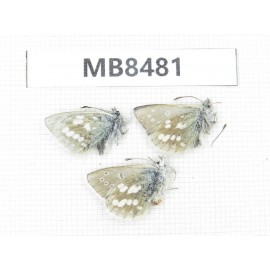 Albulina orbitula. China, Gansu, S of Jiayuguan, Mt.Qilianshan. 3M. MB8481.