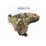 Graphium agamemnon ssp. China, Yunnan, Xishuangbanna, Mengla county.1M.MB8574.