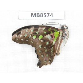 Graphium agamemnon ssp. China, Yunnan, Xishuangbanna, Mengla county.1M.MB8574.