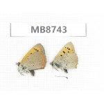 Lycaena phlaeas. China, Tibet, Linzhi, Milin county. 2M. MB8743.