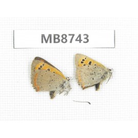 Lycaena phlaeas. China, Tibet, Linzhi, Milin county. 2M. MB8743.