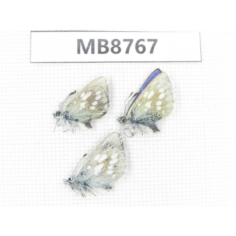 Albulina orbitula. China, Qinghai, Qilian county, Mt.Niuxinshan. 3M. MB8767.