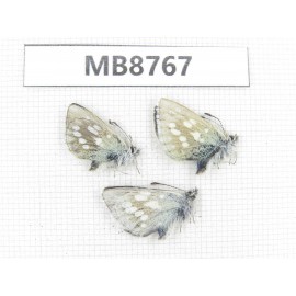Albulina orbitula. China, Qinghai, Qilian county, Mt.Niuxinshan. 3M. MB8767.