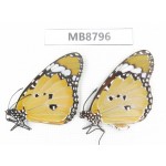 Danaus chrysippus. China, Yunnan, Chuxiong, Shuangbai county. 2M. MA8796.
