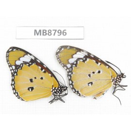 Danaus chrysippus. China, Yunnan, Chuxiong, Shuangbai county. 2M. MA8796.