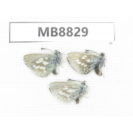 Albulina orbitula. China, Qinghai, Haixi, E of Delingha.3M. MB8829.