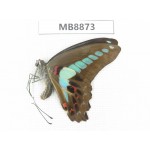Graphium sarpedon ssp. China, Zhejiang, Ningbo, Cixi. 1M.MB8873.