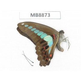 Graphium sarpedon ssp. China, Zhejiang, Ningbo, Cixi. 1M.MB8873.