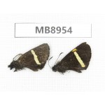 Barca bicolor. China, Yunnan, Xiangerila, S of Weixi county. 2M. MB8954.