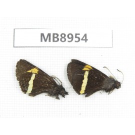 Barca bicolor. China, Yunnan, Xiangerila, S of Weixi county. 2M. MB8954.