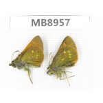 Thoressa sp. China, Yunnan, Xiangerila, S of Weixi county. 2M. MB8957.