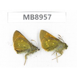Thoressa sp. China, Yunnan, Xiangerila, S of Weixi county. 2M. MB8957.